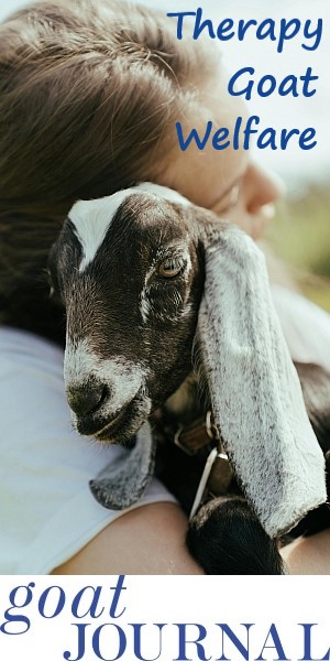 yoga-therapy-goats-welfare